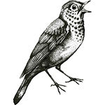 logo: Veery Books
