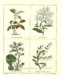 The Botanic Garden- Gaulitheria procumbens, Amsomia latifolia, Tussilago fragrans, Andromeda calyculata Consisting of Highly Finished Representations of Hardy Ornamental Flowering Plants, Cultivated in Great Britain The Botanic Garden- Gaulitheria procumbens, Amsomia latifolia, Tussilago fragrans, Andromeda calyculata Consisting of Highly Finished Representations of Hardy Ornamental Flowering Plants, Cultivated in Great Britain