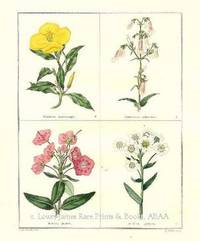The Botanic Garden- Kalmia glauca, Oenethera macrocarpa, Penstemon pubescens, Achillea speciosa Consisting of Highly Finished Representations of Hardy Ornamental Flowering Plants, Cultivated in Great Britain The Botanic Garden- Kalmia glauca, Oenethera macrocarpa, Penstemon pubescens, Achillea speciosa Consisting of Highly Finished Representations of Hardy Ornamental Flowering Plants, Cultivated in Great Britain