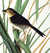 Mac Gillivrays Finch. From "The Birds of America" (Amsterdam Edition) [Pl. 355] by  John James (1785-1851) AUDUBON from Donald Heald Rare Books - Used Book