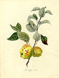 The Hagloe Crab [Apple]
