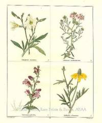 The Botanic Garden- Sapliglossis straminea, Æthionema membranaceum, Pentstemon pulchellus, Rudbeckia columnaris Consisting of Highly Finished Representations of Hardy Ornamental Flowering Plants, Cultivated in Great Britain The Botanic Garden- Sapliglossis straminea, Æthionema membranaceum, Pentstemon pulchellus, Rudbeckia columnaris Consisting of Highly Finished Representations of Hardy Ornamental Flowering Plants, Cultivated in Great Britain