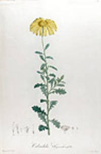 Calendula Chrysanthemifolia