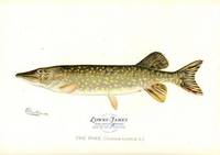 The Pike (Lucius lucius. L.)