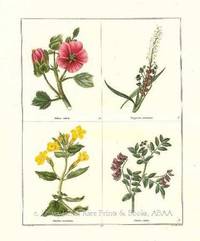 The Botanic Garden- Malope trifida, Polygonum viviparum, Mimulus moschatus, Orobus niger. Consisting of Highly Finished Representations of Hardy Ornamental Flowering Plants, Cultivated in Great Britain The Botanic Garden- Malope trifida, Polygonum viviparum, Mimulus moschatus, Orobus niger. Consisting of Highly Finished Representations of Hardy Ornamental Flowering Plants, Cultivated in Great Britain