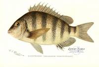 Sheepshead (Archosargus Probatocephalus)  (Porgy)