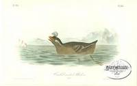 Pl. 467 Curled-crested Phaleris The Birds of America, from Drawings Made in the United States and Their Territories Pl. 467 Curled-crested Phaleris The Birds of America, from Drawings Made in the United States and Their Territories