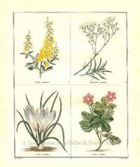The Botanic Garden- Cytisus nigricans, Gypsophilia prostrata, Crocus versicolor, Rubus arcticus Consisting of Highly Finished Representations of Hardy Ornamental Flowering Plants, Cultivated in Great Britain The Botanic Garden- Cytisus nigricans, Gypsophilia prostrata, Crocus versicolor, Rubus arcticus Consisting of Highly Finished Representations of Hardy Ornamental Flowering Plants, Cultivated in Great Britain