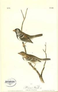 Pl. 484 Harris's Finch The Birds of America, from Drawings Made in the United States and Their Territories Pl. 484 Harris's Finch The Birds of America, from Drawings Made in the United States and Their Territories