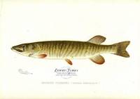 Banded Pickerel (Lucius Americanus)