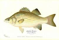 White Bass (Roccus Chrysops. Rafinesque)