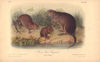 Image for Musk Rat - Musquash, Old & Young, Plate XIII (from Audubon's Quadropeds)