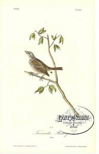 Pl. 157 Townsend's Bunting The Birds of America, from Drawings Made in the United States and Their Territories Pl. 157 Townsend's Bunting The Birds of America, from Drawings Made in the United States and Their Territories