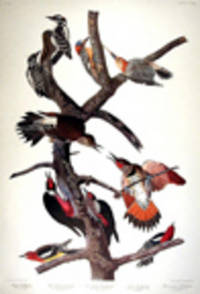 Hairy Woodpecker, Red-bellied Woodpecker, Red-shafted Woodpecker, Lewis Woodpecker, Red-breasted Woodpecker. From "The Birds of America" (Amsterdam Edition) [Pl. 416]