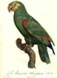 L'Amazone t&ecirc;te jaune [Yellow-headed Amazon (Amazona ochrocephala)] [Pl.  86]