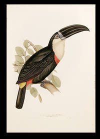 Ramphastos citreopygus [Lemon-rumped Toucan]