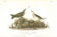 Pl. 150 American Pipit or Titlark The Birds of America, from Drawings Made in the United States and Their Territories Pl. 150 American Pipit or Titlark The Birds of America, from Drawings Made in the United States and Their Territories