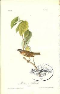 Pl. 190 Morton's Finch The Birds of America, from Drawings Made in the United States and Their Territories Pl. 190 Morton's Finch The Birds of America, from Drawings Made in the United States and Their Territories