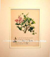 The Flowers of Shakespeare: Woodbine, Honeysuckle, Ivy & Elm from Midsummer Night's Dream