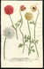 Ranunculus Asiaticus simplex [Persian Buttercup]; Ranunculus Asiaticus flore sulphureo [Persian Buttercup]; Ranunculus Asiaticus maximus flore scarlatino ardente, le grand [Persian Buttercup]; Ranunculus Asiaticus flore albo et rubro variegato [Red and white Persian Buttercup] [Pl.  849] by  Johann Wilhelm (1683-1741) WEINMANN from Donald Heald Rare Books - Used Book