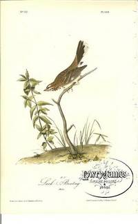 Pl. 158 Lark Bunting The Birds of America, from Drawings Made in the United States and Their Territories Pl. 158 Lark Bunting The Birds of America, from Drawings Made in the United States and Their Territories