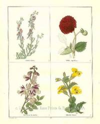 The Botanic Garden- Linaria alpina, Dahlia superflua, Dictamnus fraxinella, Mimulus luteus. Consisting of Highly Finished Representations of Hardy Ornamental Flowering Plants, Cultivated in Great Britain The Botanic Garden- Linaria alpina, Dahlia superflua, Dictamnus fraxinella, Mimulus luteus. Consisting of Highly Finished Representations of Hardy Ornamental Flowering Plants, Cultivated in Great Britain