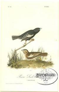 Pl. 202 Prairie Lark Finch The Birds of America, from Drawings Made in the United States and Their Territories Pl. 202 Prairie Lark Finch The Birds of America, from Drawings Made in the United States and Their Territories
