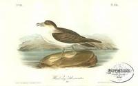 Pl. 456 Wandering Shearwater  The Birds of America, from Drawings Made in the United States and Their Territories