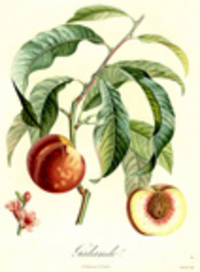 Galande [Peach] [Pl. 139]