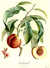 Galande [Peach] [Pl. 139] by  Antoine (1766-1854) and Pierre-Jean-Fran&ccedil;ois TURPIN (1775-1840) POITEAU from Donald Heald Rare Books - Used Book