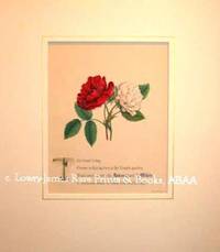 The Flowers of Shakespeare: Red Rose & White Rose from King Henry 6th