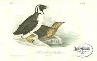 Pl. 470 Black-throated Guillemot The Birds of America, from Drawings Made in the United States and Their Territories Pl. 470 Black-throated Guillemot The Birds of America, from Drawings Made in the United States and Their Territories