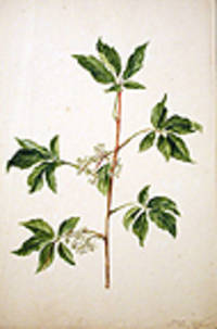 Elder (Sambucus nigra)