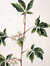 Elder (Sambucus nigra) by  Jacob (circa 1687-1740) VAN HUYSUM from Donald Heald Rare Books - Used Book