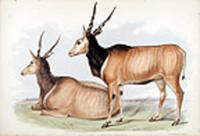 Jingi Jangi - Bocelaphus Derbianus