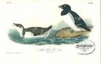 Pl. 469 Little Auk/ Sea Dove The Birds of America, from Drawings Made in the United States and Their Territories Pl. 469 Little Auk/ Sea Dove The Birds of America, from Drawings Made in the United States and Their Territories