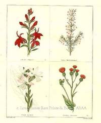 The Botanic Garden- Lobelia fulgens, etal. Consisting of Highly Finished Representations of Hardy Ornamental Flowering Plants, Cultivated in Great Britain The Botanic Garden- Lobelia fulgens, etal. Consisting of Highly Finished Representations of Hardy Ornamental Flowering Plants, Cultivated in Great Britain