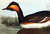 Eared Grebe. From "The Birds of America" (Amsterdam Edition) [Pl. 404] by  John James (1785-1851) AUDUBON from Donald Heald Rare Books - Used Book