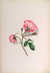 A Forget-Me-Not. Flowers from nature, with selected poetry by  (contributors)]  Mary HOWITT and others from Donald Heald Rare Books - Used Book - Hardcover