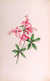 A Forget-Me-Not. Flowers from nature, with selected poetry by  (contributors)]  Mary HOWITT and others from Donald Heald Rare Books - Used Book - Hardcover