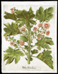 Malua Arborescens [Tree mallow]