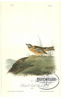 Pl. 153 Painted Lark Bunting  The Birds of America, from Drawings Made in the United States and Their Territories
