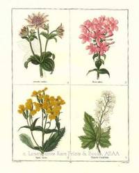 The Botanic Garden- Astrantia Maxima, etal. Consisting of Highly Finished Representations of Hardy Ornamental Flowering Plants, Cultivated in Great Britain The Botanic Garden- Astrantia Maxima, etal. Consisting of Highly Finished Representations of Hardy Ornamental Flowering Plants, Cultivated in Great Britain