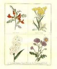 The Botanic Garden- Hesperis matronalis, etal. Consisting of Highly Finished Representations of Hardy Ornamental Flowering Plants, Cultivated in Great Britain The Botanic Garden- Hesperis matronalis, etal. Consisting of Highly Finished Representations of Hardy Ornamental Flowering Plants, Cultivated in Great Britain