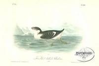 Pl. 468 Knobbed-billed Phaleris The Birds of America, from Drawings Made in the United States and Their Territories Pl. 468 Knobbed-billed Phaleris The Birds of America, from Drawings Made in the United States and Their Territories