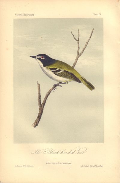 Image for The Black-headed Vireo: Vireo atricapillus Plate 24 in Illustrations of the Birds of California, Texas, Oregon, British and Russian America.