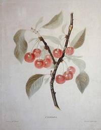 Cerises