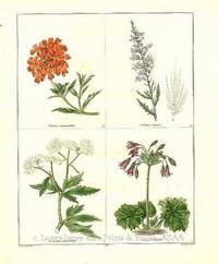 The Botanic Garden- Verbena chamædrifolia, Veronica pinnata, Rammenlus platanifolius, Cortusa Matthioli Consisting of Highly Finished Representations of Hardy Ornamental Flowering Plants, Cultivated in Great Britain The Botanic Garden- Verbena chamædrifolia, Veronica pinnata, Rammenlus platanifolius, Cortusa Matthioli Consisting of Highly Finished Representations of Hardy Ornamental Flowering Plants, Cultivated in Great Britain
