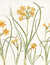 Narcissus maior Juncifolius [Yellow Narcissus]; Narcissus Juncifolius latiore calice [Yellow Narcissus]; Narcissus minor Juncifolius [Yellow Narcissus]; Narcissus minimus Juncifolius [Yellow Narcissus]; Pseudo Narcissus Juncifolius [Petticoat narcissus] by  Basil (1561-1629) BESLER from Donald Heald Rare Books - Used Book - First Edition
