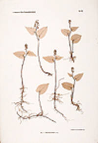 Majanthrmum bifolium [Pl. 162]